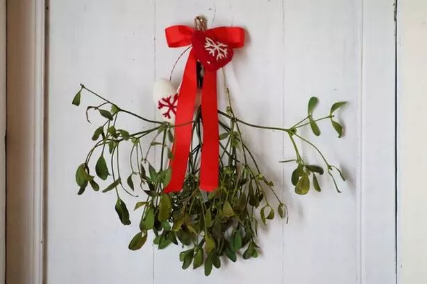 兽医向狗和猫的主人分享了关于“有毒”节日植物的重要警告