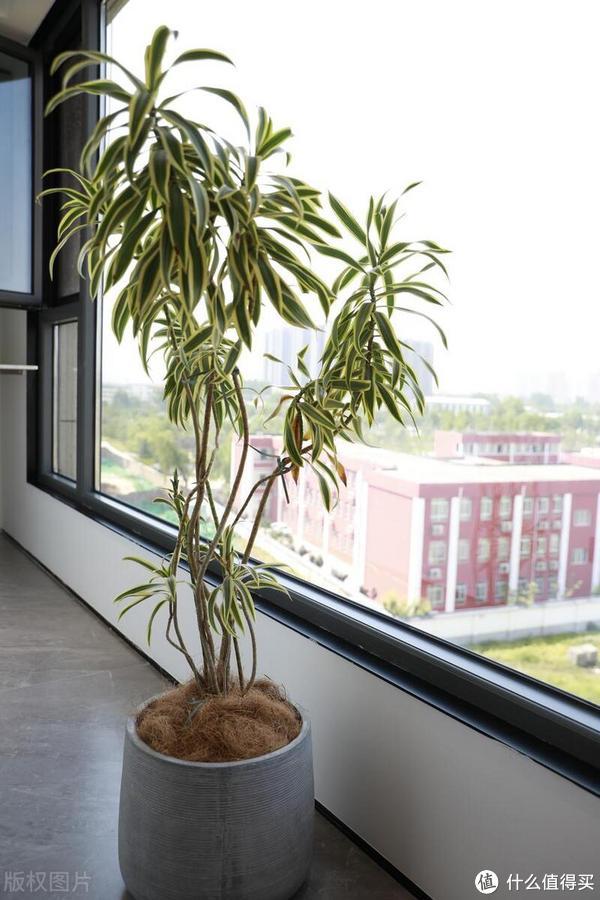 专家解释了在照顾圣诞室内植物时“永远不要”犯的错误