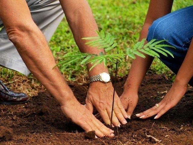 Murree得到80万棵树用于森林保护